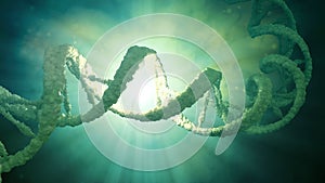 DNA strand model