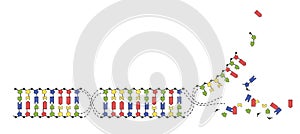 DNA strands of the genome. Sequence of double-stranded DNA nucleotide, phosphate, sugar and bases