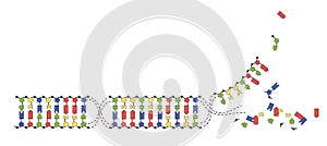 DNA strands of the genome. Sequence of double-stranded DNA nucleotide, phosphate, sugar and bases photo