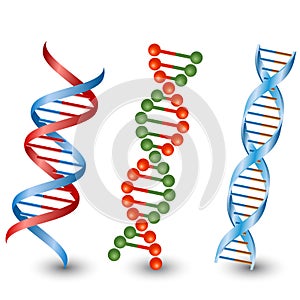 Dna strands. Vector on the white background