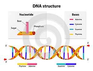 DNA structure