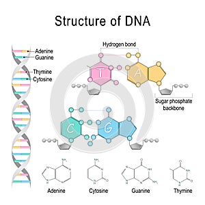 DNA structure. Adenine, Cytosine, Thymine, Guanine, Sugar phosphatebackbone, and Hydrogen bond