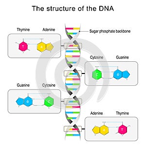 DNA structure. Base pairing and nucleotide