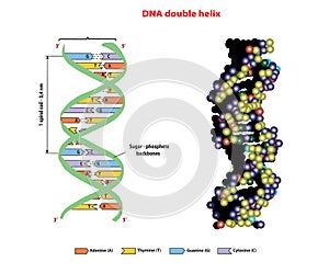 DNA structure double helix in 3D on white background. Nucleotide, Phosphate. education info graphic. Aden