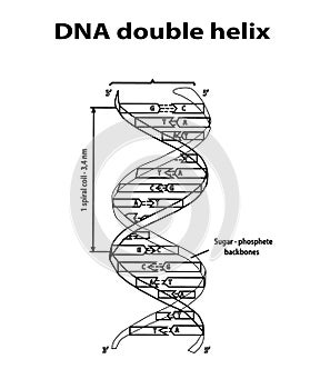 DNA structure double helix in black lines on white background. Nucleotide, Phosphate, Sugar, and bases. education vector info grap