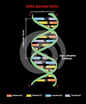 DNA structure double helix on black. Nucleotide, Phosphate, Sugar, and bases. education info graphic. Adenine, Thymine, Gua