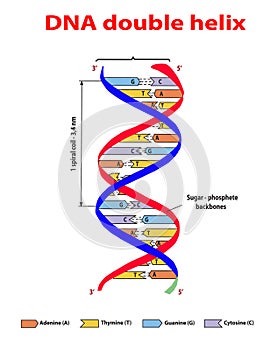 DNA structure double helix colore on white background. Nucleotide, Phosphate, Sugar, and bases. education vector info graphic. Ade