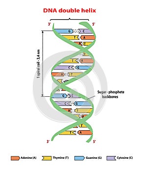 DNA structure double helix on white background. Nucleotide, Phosphate, Sugar, and bases. education info graphic. Adenine, T