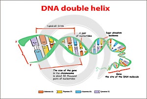 DNA structure double helix on white background. Nucleotide, Phosphate, Sugar, and bases. education vector info graphic. Adenine, T