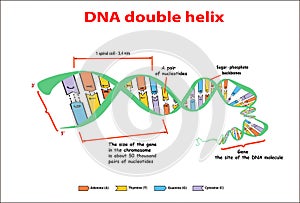 DNA structure double helix on white background. Nucleotide, Phosphate, Sugar, and bases. education vector info graphic. Adenine, T photo