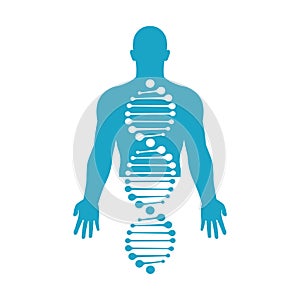 DNA structure in human body icon.