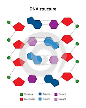 DNA structure. Ladder configuration.