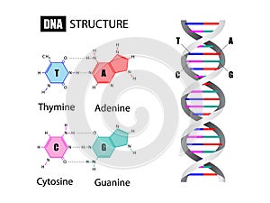 DNA structure and nucleotide base photo