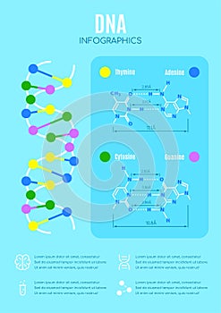 DNA structure and nucleotide base, education vector infographic
