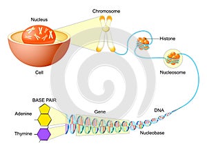 DNA Structure and Packaging within the Cell. Hierarchy of Genetic Material