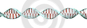 DNA is a thread-like chain of nucleotides carrying the genetic instructions used in the growth, development, functioning a