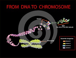 From DNA to chromosome. genome sequence. Telo mere is a repeating sequence of double-stranded DNA located at the ends of chromosom photo
