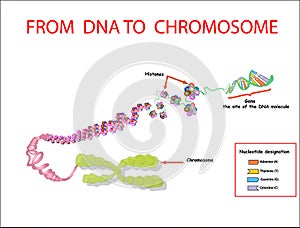 From DNA to chromosome. genome sequence. Telo mere is a repeating sequence of double-stranded DNA located at the ends of chromosom