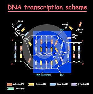 DNA transcription. DNA and RNA structure double helix colore on black background. Nucleotide, Phosphate, Sugar, and bases. educati