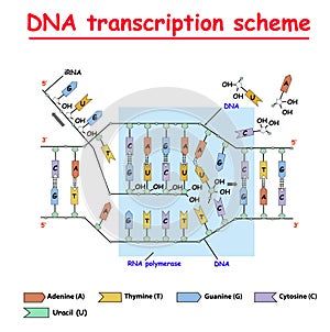 DNA transcription. DNA and RNA structure double helix colore on white background. Nucleotide, Phosphate, Sugar, and bases. educati