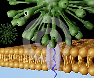 DNA transfer by the virus through lipid bilayer membrane