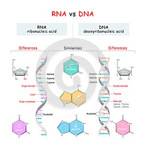 DNA vs RNA comparison. Similarities and Differences photo