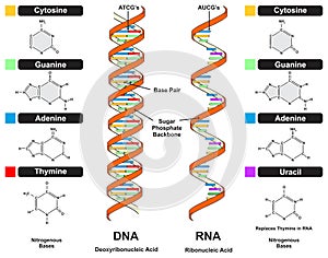 DNA vs RNA strand infographic diagram