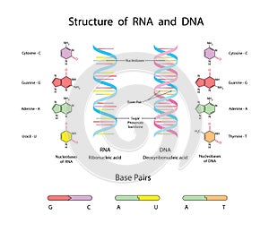 Molecular Structure Of DNA and RNA. Infographic Educational Vector Illustration