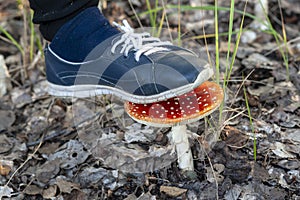 Do not destroy the red fly agarics.