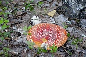 Do not destroy the red fly agarics.