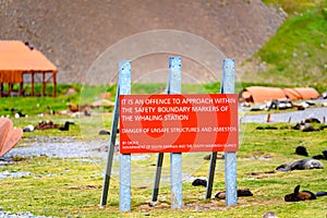 Beware of trespassing sign in abandoned whaling station on Stromness with antarctic fur seal colony in front, South Georgia