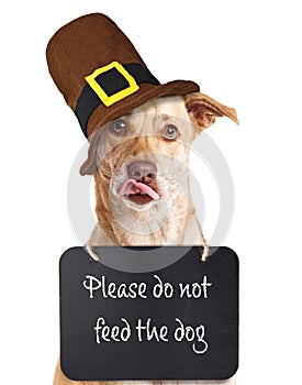 Do Not Feed Dog on Thanksgiving