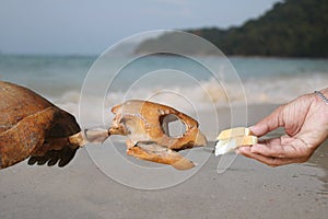 Do not feed sea creatures, Hand feeding bread to the skeleton sea turtles.