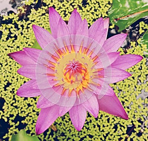 Do you know purple lotus
