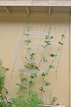 Do It Yourself DIY Climbing Green Bean Trellis gardening with green jute and steel hooks vertical