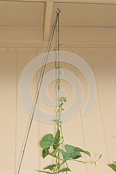 Do It Yourself DIY Climbing Trellis gardening with green jute and steel hooks closeup vertical