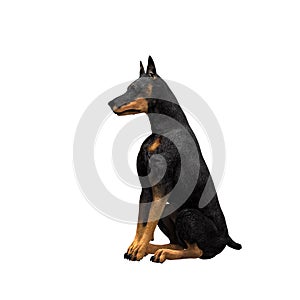 Doberman - 01