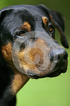 Doberman