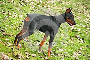 Doberman