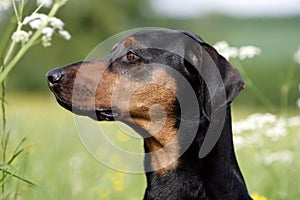 Doberman