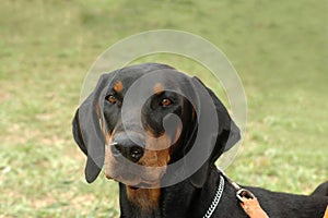 Doberman