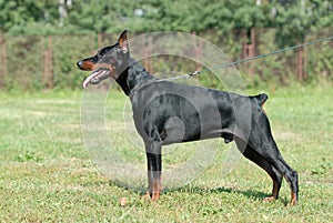 Doberman
