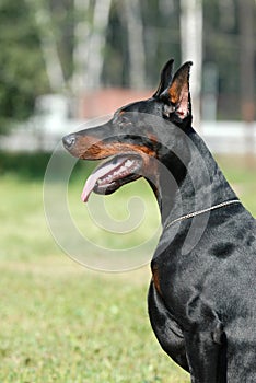 DOBERMAN