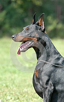 DOBERMAN