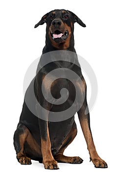 Doberman, 5 years old, sitting in front of white