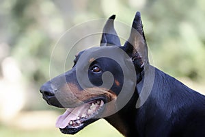 Doberman