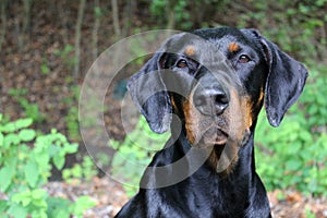 Doberman