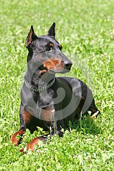 Doberman