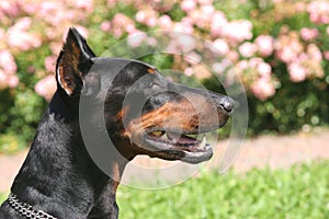 Doberman