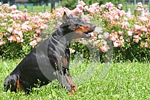 Doberman